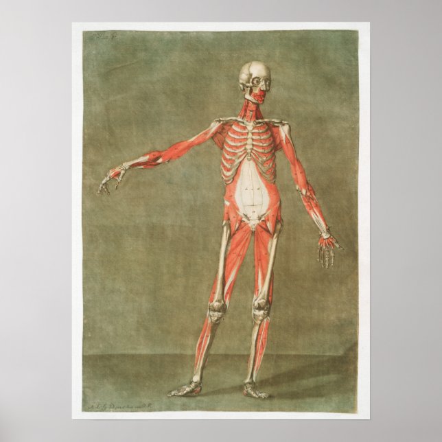 Vintage Anatomical Illustration Poster (Front)