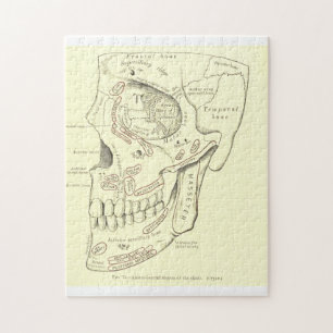 Vintage Anatomy Anterolateral region of the skull Jigsaw Puzzle