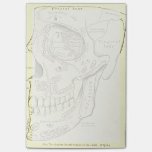 Vintage Anatomy Anterolateral region of the skull Post-it Notes