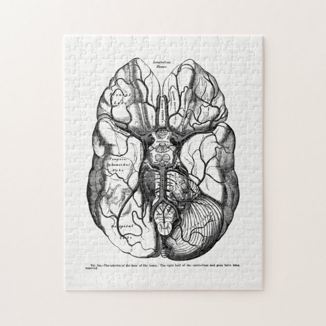 Vintage Anatomy Art Arteries of the Human Brain Jigsaw Puzzle (Vertical)