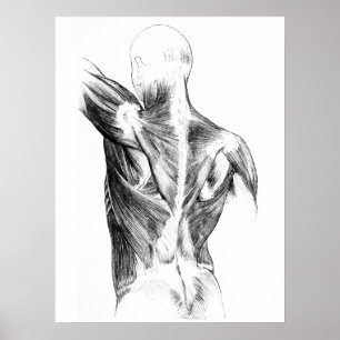 Vintage Anatomy   Back Muscles  (circa 1852)   B/W Poster