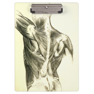 Vintage Anatomy   Back Muscles (circa 1852) Clipboard
