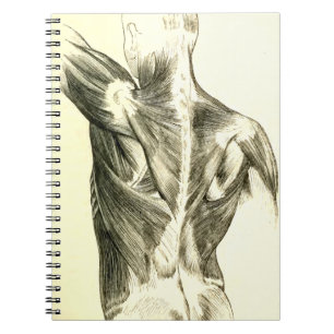 Vintage Anatomy Back Muscles (circa 1852) Notebook