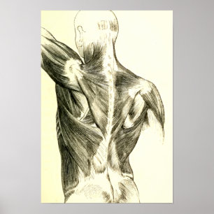 Vintage Anatomy   Back Muscles (circa 1852) Poster