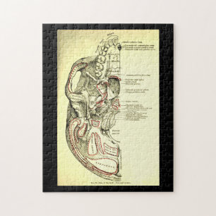 Vintage Anatomy Base of the skull external Jigsaw Puzzle