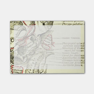 Vintage Anatomy Base of the skull external Post-it Notes