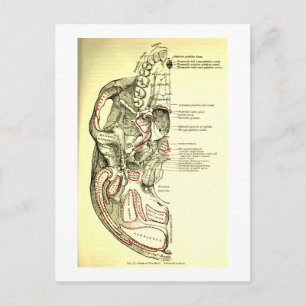 Vintage Anatomy Base of the skull external Postcard