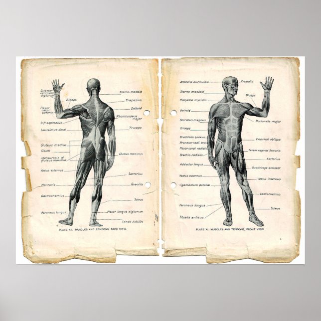 Vintage Anatomy Book Pages Poster (Front)