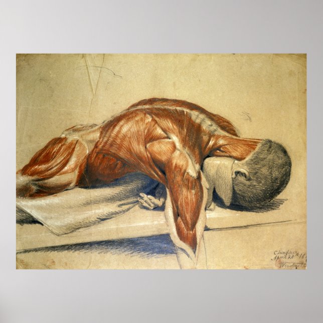 Vintage Anatomy Charles Landseer Poster (Front)