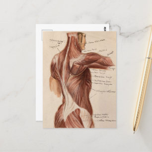 Vintage Anatomy Chart Postcard