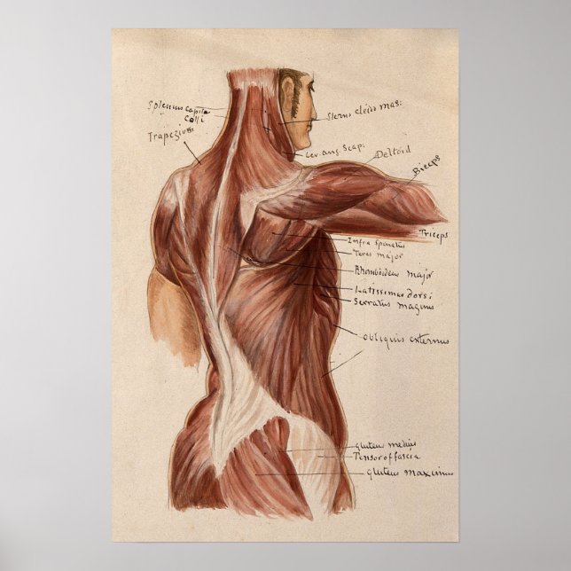 Vintage Anatomy Chart Poster (Front)