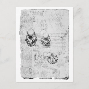 Vintage anatomy drawing of a foetus postcard