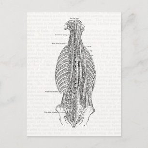 Vintage Anatomy Drawing The Back Postcard