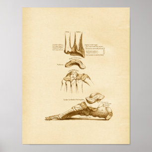 Vintage Anatomy Illustration Foot Wrist Bones Poster