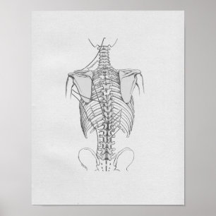 Vintage Anatomy Illustration Spine Poster