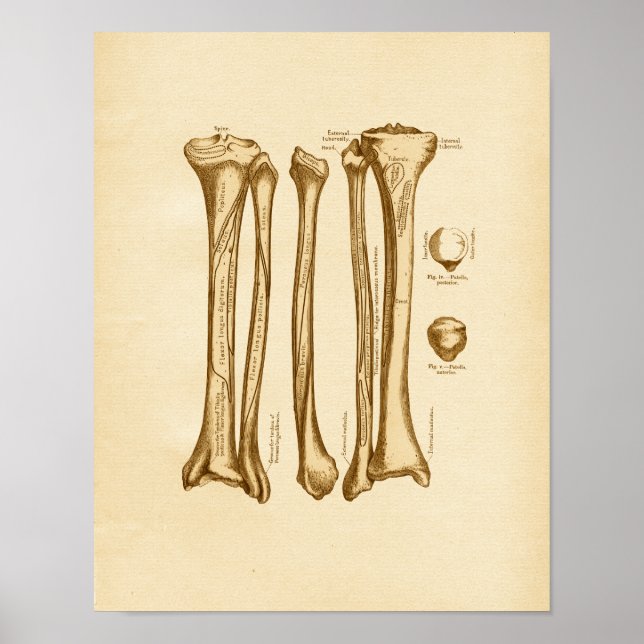 Vintage Anatomy Illustration Tibia Fibula Bones Poster (Front)