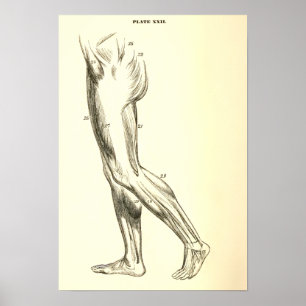 Vintage Anatomy   Leg Muscles II Poster