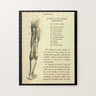 Vintage Anatomy   Leg Muscles Jigsaw Puzzle