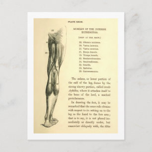 Vintage Anatomy Leg Muscles Postcard