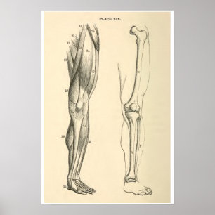 Vintage Anatomy Muscles and Bones Human Leg Poster