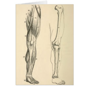 Vintage Anatomy     Muscles and Bones of the Leg