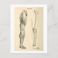 Vintage Anatomy |   Muscles and Bones of the Leg