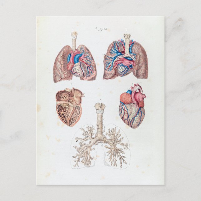 Vintage Anatomy of Human Heart and Lungs Postcard (Front)