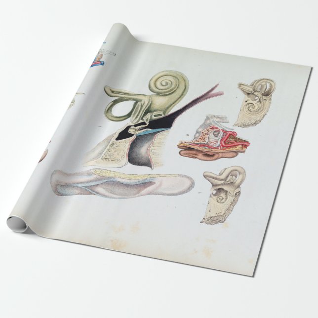 Vintage Anatomy of the Human Ear Wrapping Paper (Unrolled)