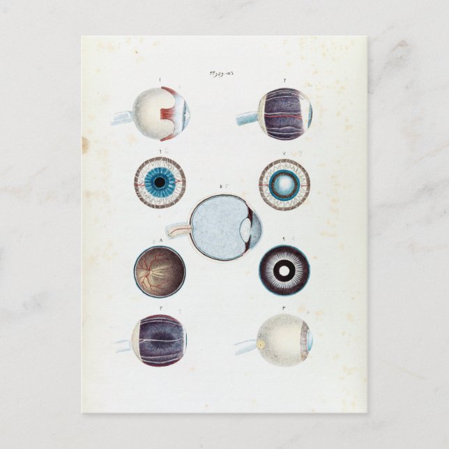 Vintage Anatomy of the Human Eye Postcard (Front)