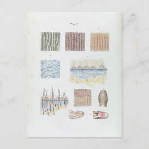 Vintage Anatomy of the Human Hair Skin and Nails Postcard