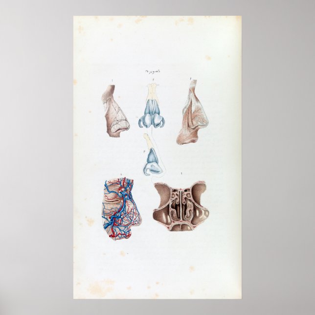 Vintage Anatomy of the Human Nose and Sinuses Poster (Front)