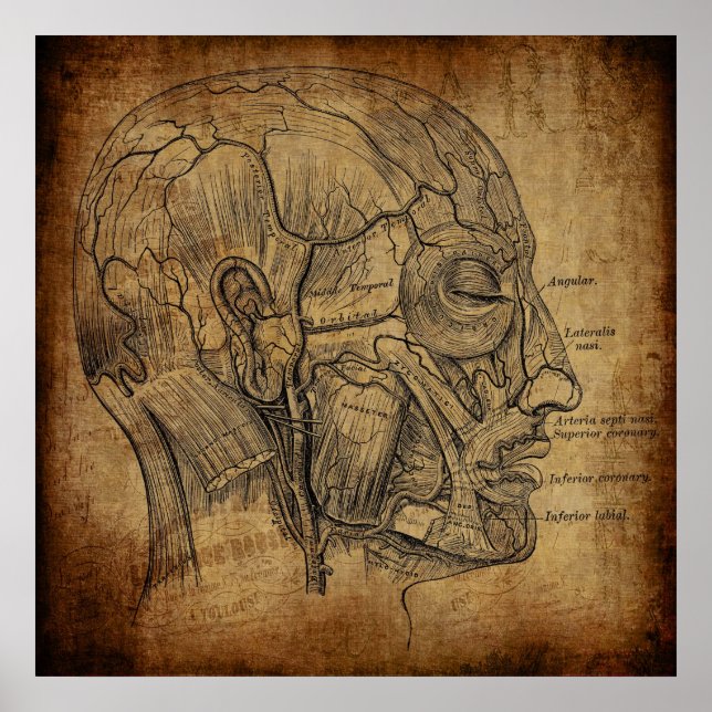 Vintage Anatomy  Poster (Front)