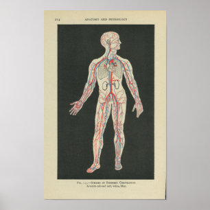 Vintage Anatomy Print Blood Vessels