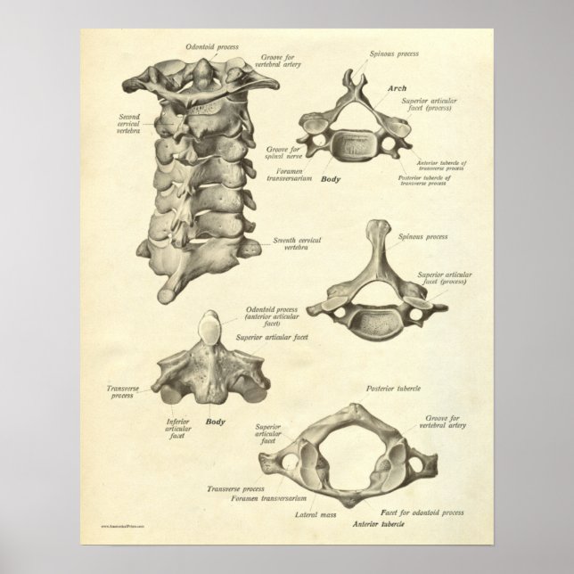 Vintage Anatomy Print Bones Cervical Vertebra (Front)