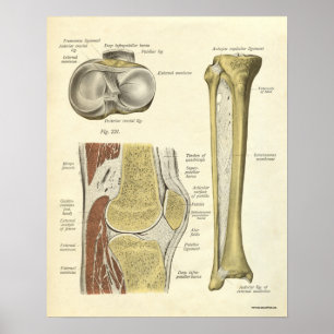 Vintage Anatomy Print Bones Knee