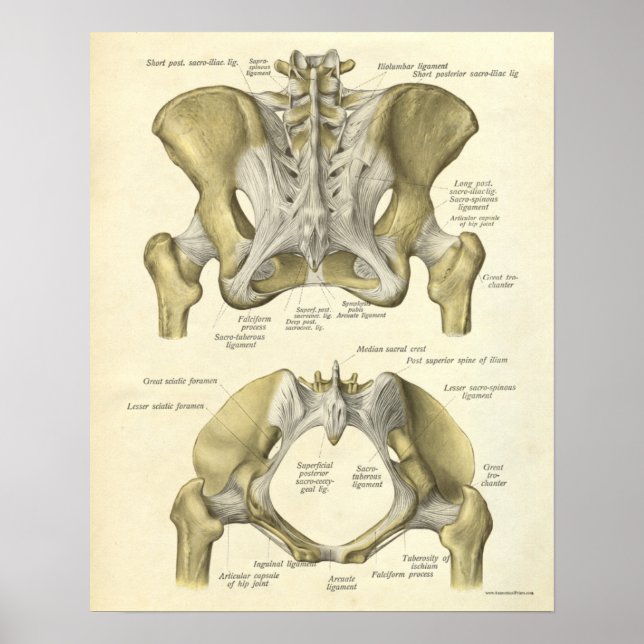 Vintage Anatomy Print Bones Pelvis (Front)