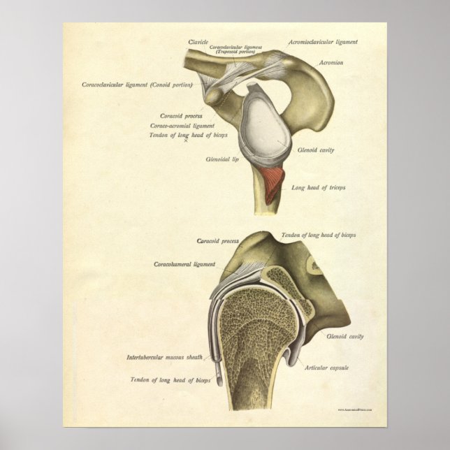 Vintage Anatomy Print Bones Shoulder Joint (Front)