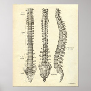 Vintage Anatomy Print Bones Spinal Column