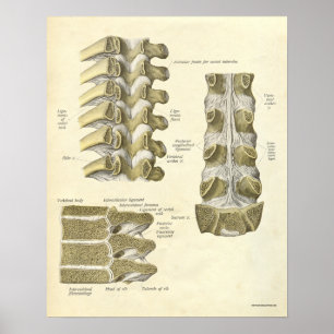 Vintage Anatomy Print Bones Thoracic Spine