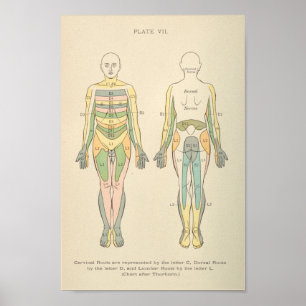 Vintage Anatomy Print Dermatomes Nerve Patterns