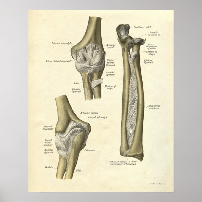 Vintage Anatomy Print Elbow Joint (Front)