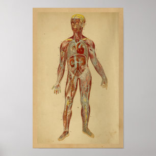 Vintage Anatomy Print Heart Arteries Veins