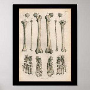 Vintage Anatomy Print Leg Foot Bones