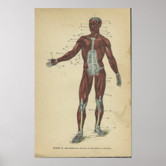 Vintage Anatomy Print Muscles (Front)