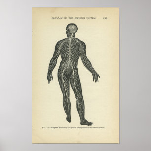 Vintage Anatomy Print Nervous System