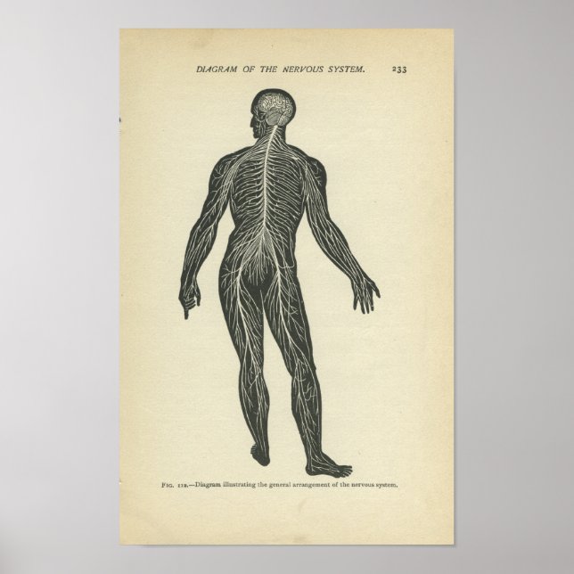 Vintage Anatomy Print Nervous System (Front)