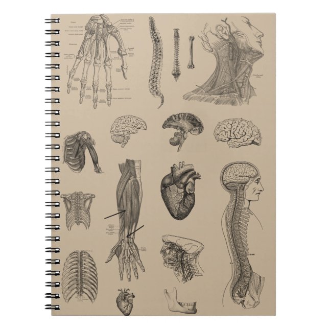 Vintage Anatomy Print Notebook (Front)