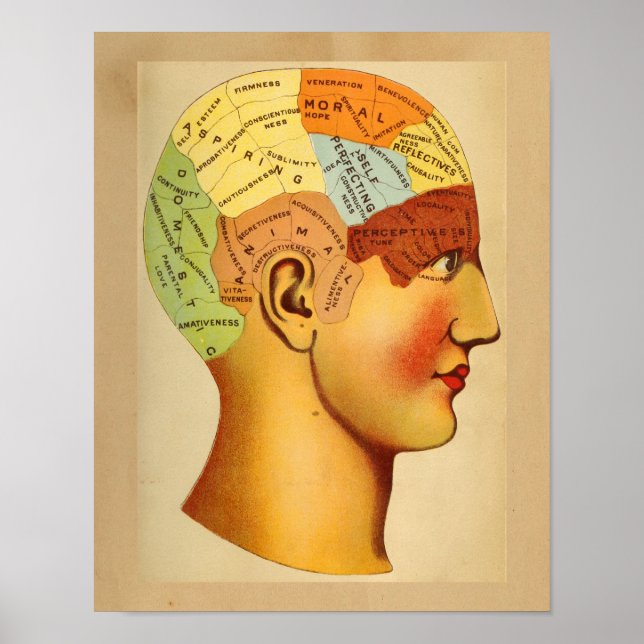 Vintage Anatomy Print Phrenology Head Chart Colour (Front)