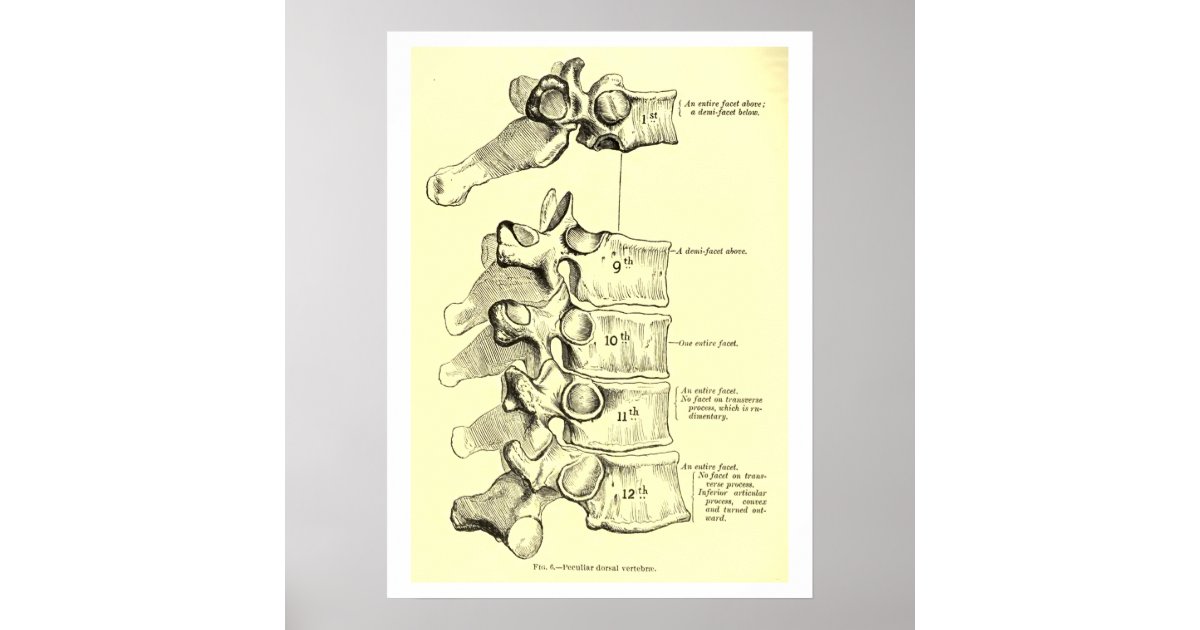 Vintage Anatomy Vertebrae Poster Zazzle 5241