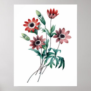 Vintage Anemones Poster
